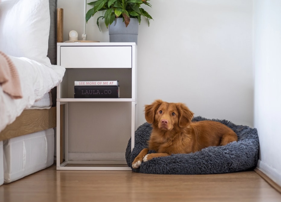 pet beside bed