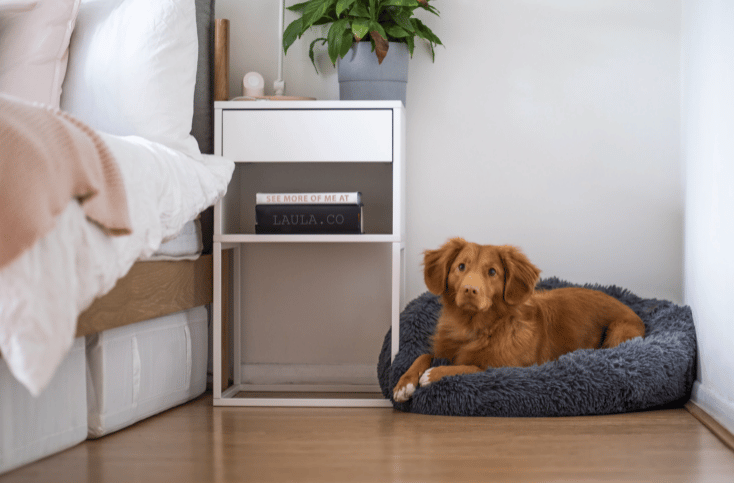 Dog beside bed